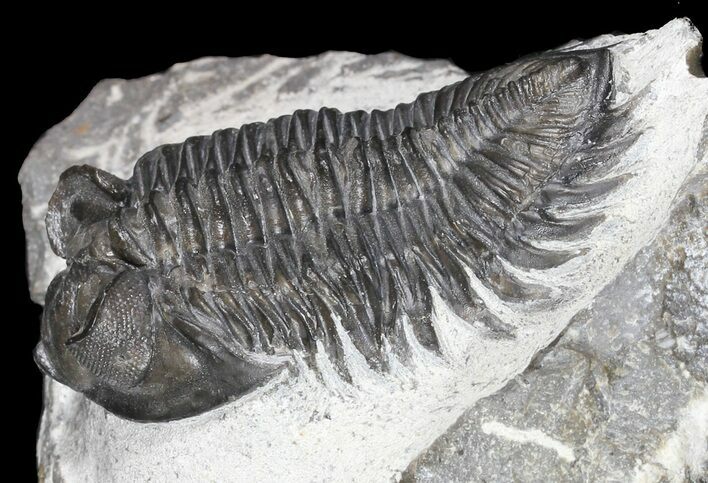 Bargain Coltraneia - Bug Eyed Trilobite #46056